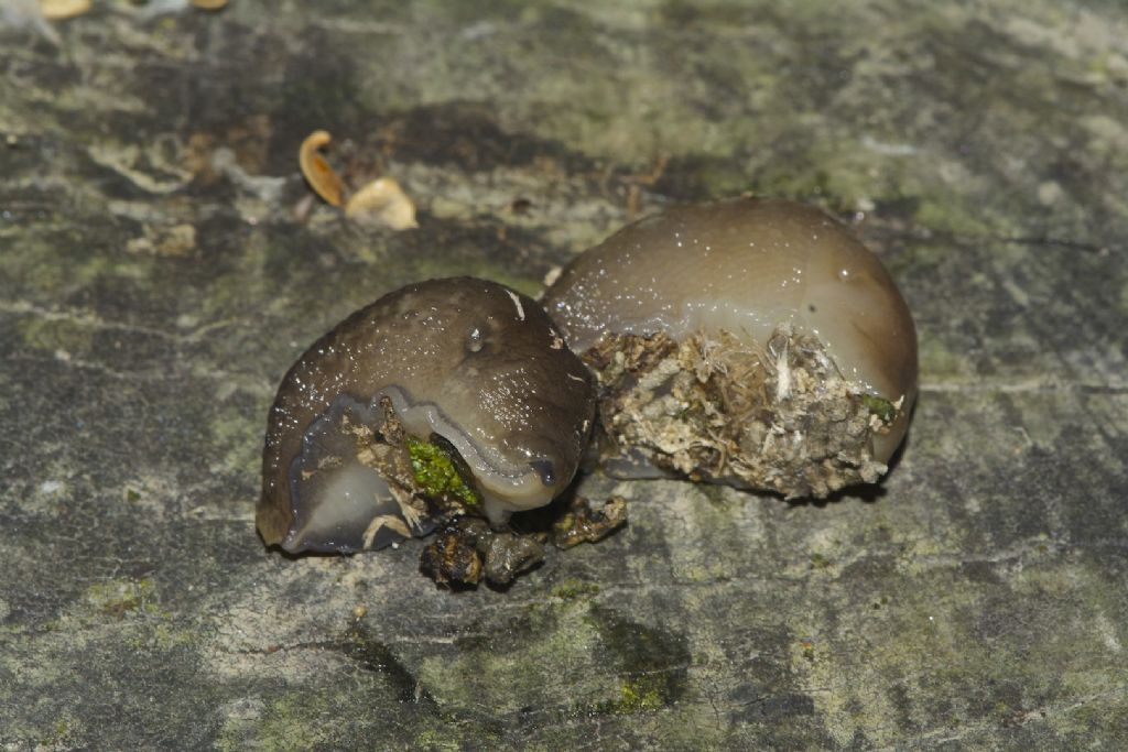 Limax golena fiume P Bondeno (FE)